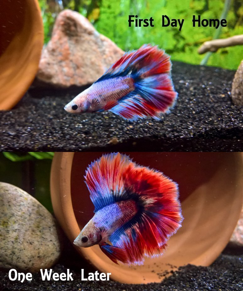 skinny betta fish