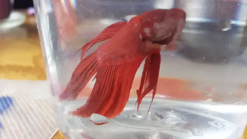 how to euthanize a betta fish