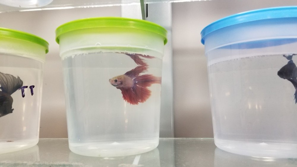 crampy containers in pet stores