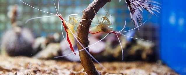 shrimp for betta fish