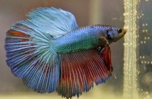 overweight betta fish