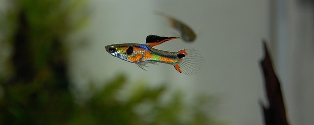 Fancy Guppy