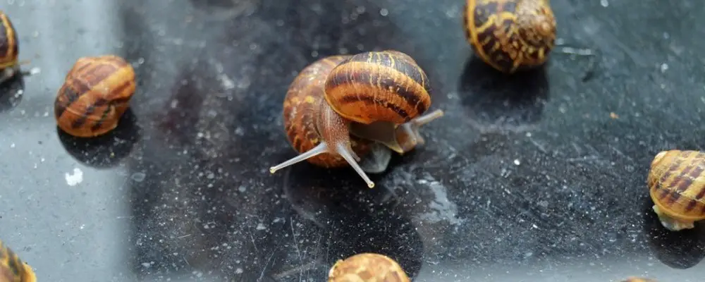 Snail