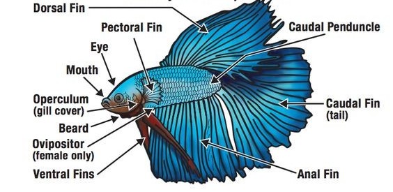 Betta Fish Anatomy