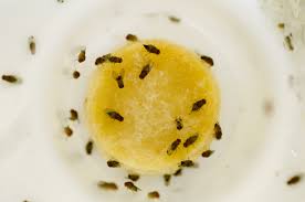 fruit flies