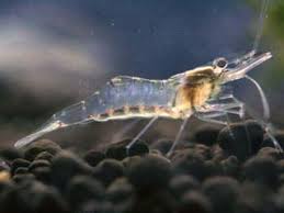 ghost shrimp