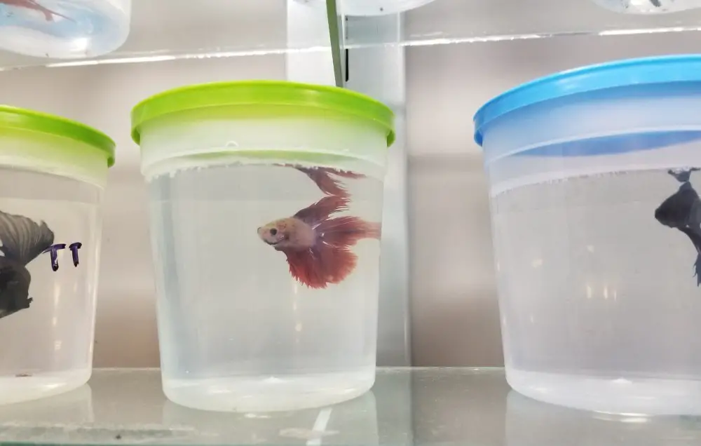 betta-fish-sold-in-pet-stores
