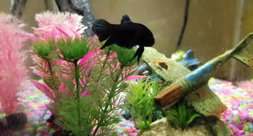 diy betta fish toys