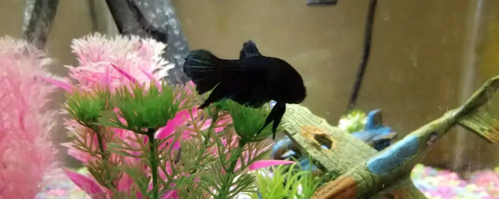 my-female-betta-fish-aquarium