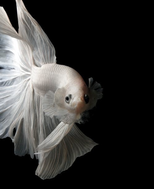 How long does it take for female bettas to lay eggs? - Betta Fish World