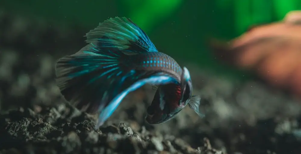 curious betta fish poking around