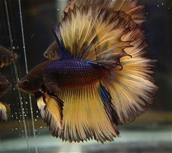 fantail-betta