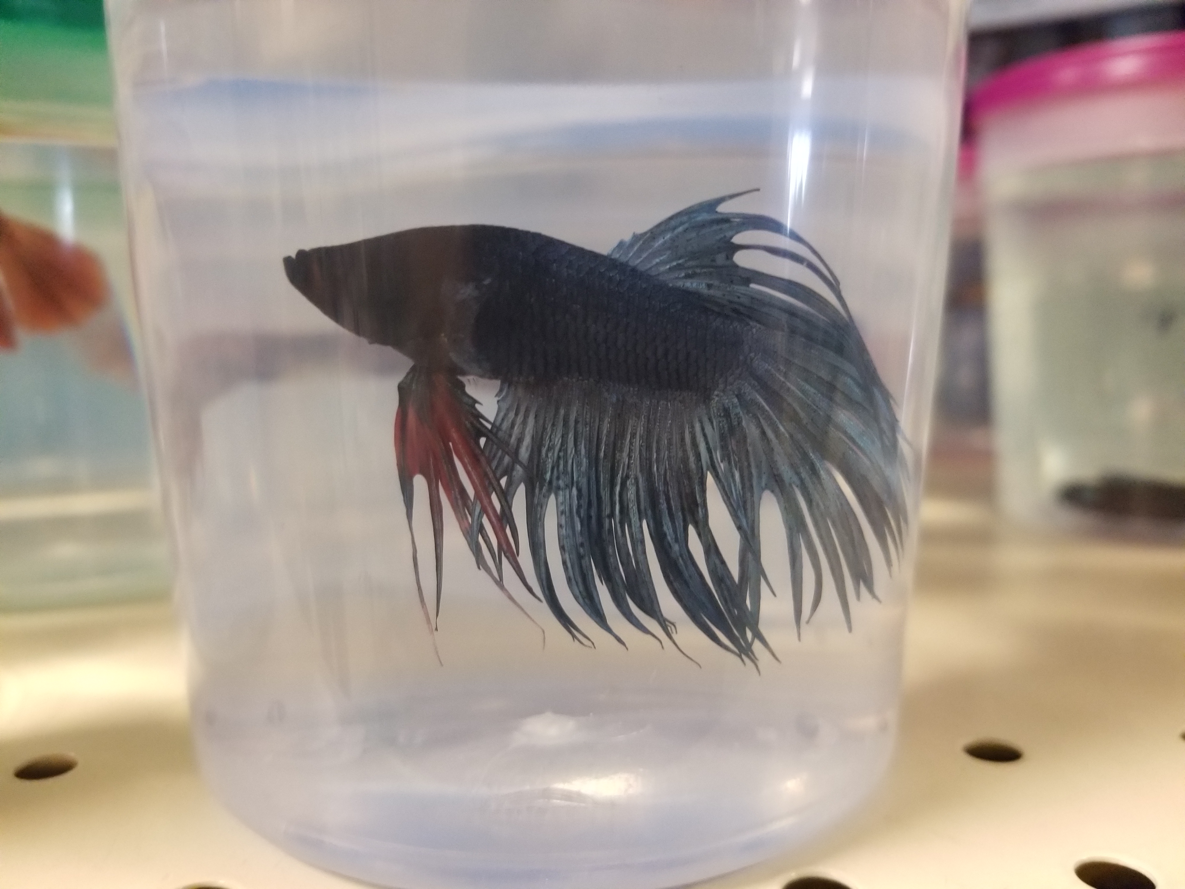 The Ultimate Guide To Betta Fish Fin And Body Rot Betta Fish World