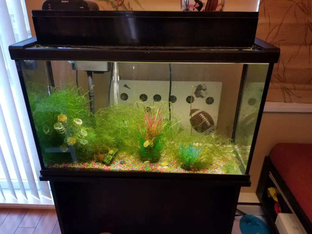 Do Betta Fish Need Water Conditioner? Betta Fish World