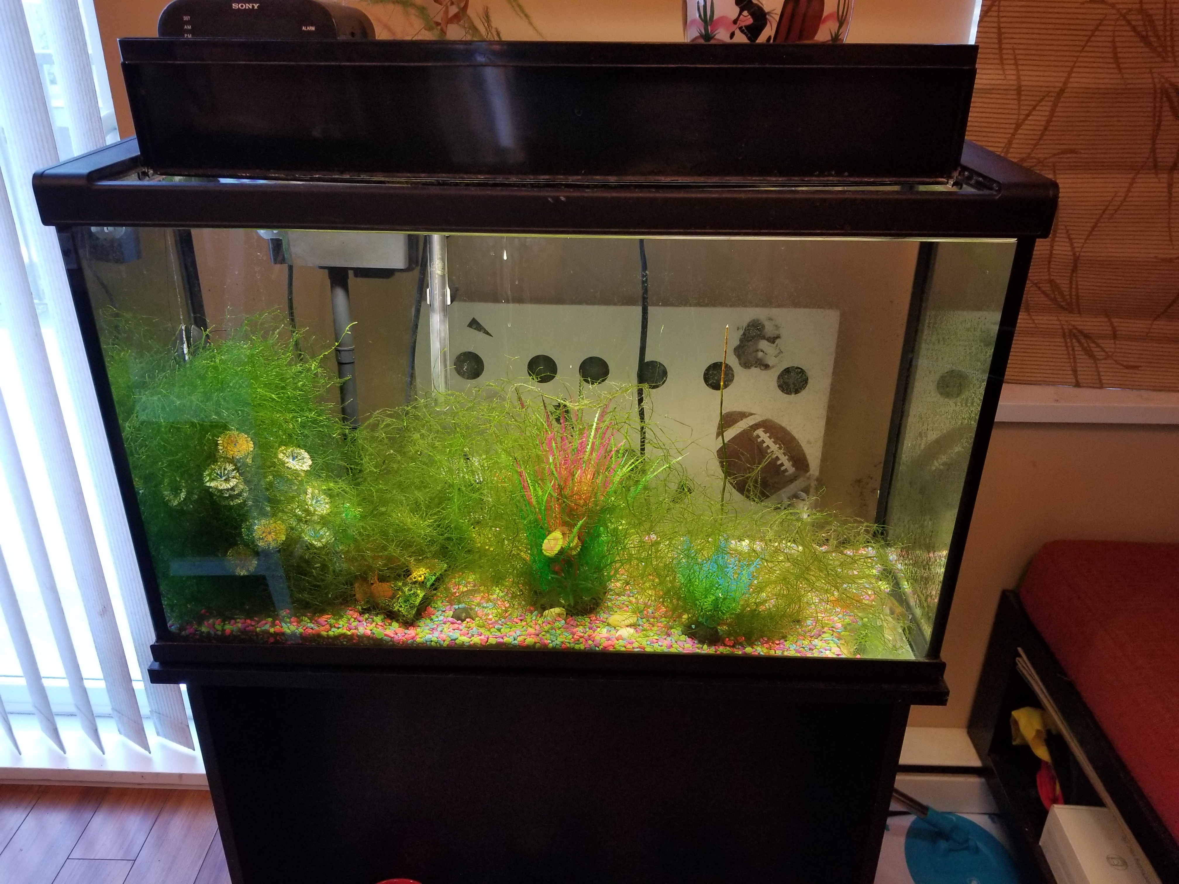 my 2 years old aquarium