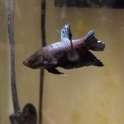 my-female-betta-fish