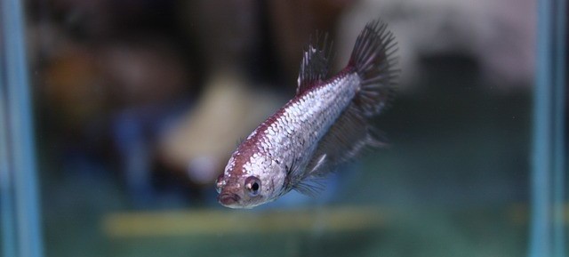 native-betta-fish