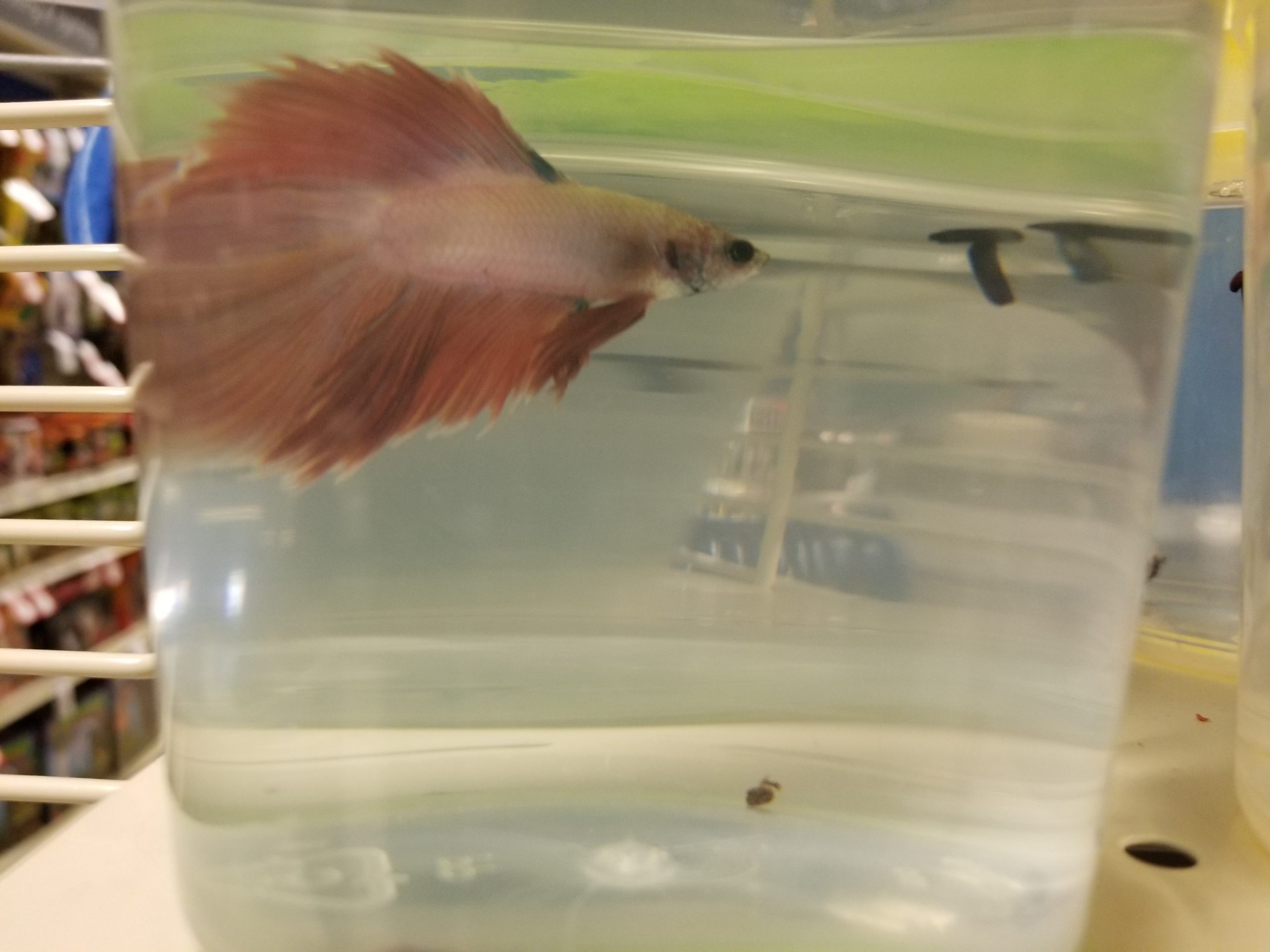 betta fish on a cup