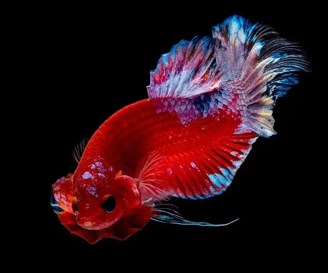 betta fish flaring