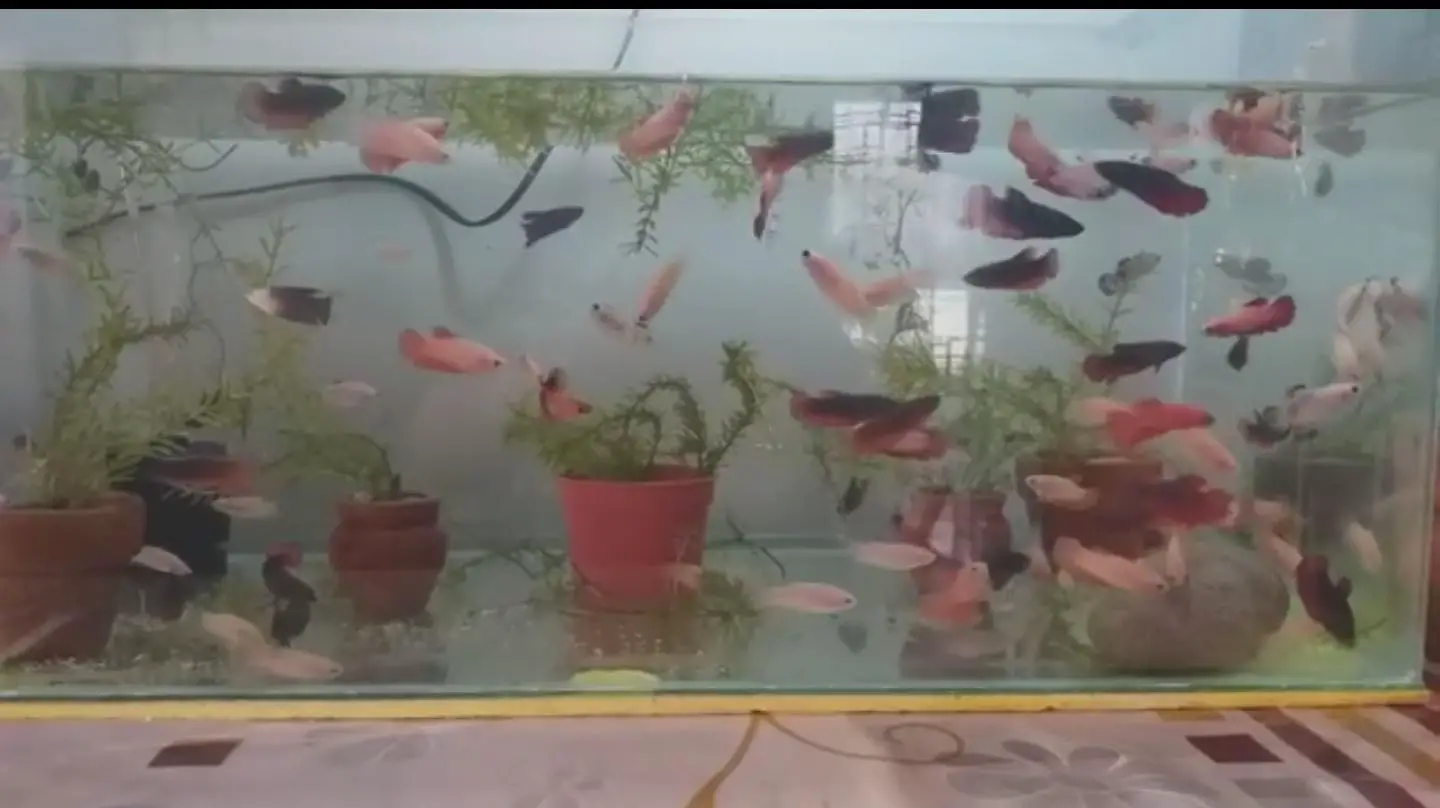 Can You Put Two Female Betta Fish Together - Betta Fish World