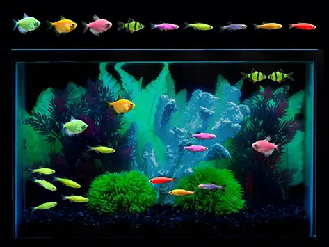 Can You Put a Betta Fish in a GloFish Tank? - Betta Fish World