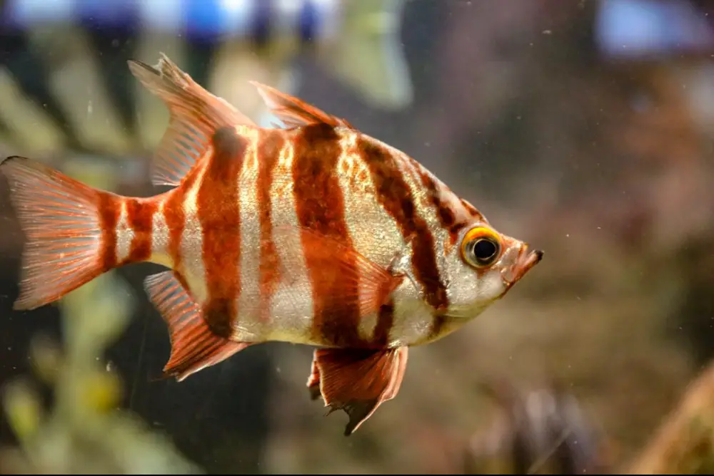 tiger-barb