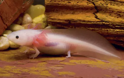 axolotl can live in land