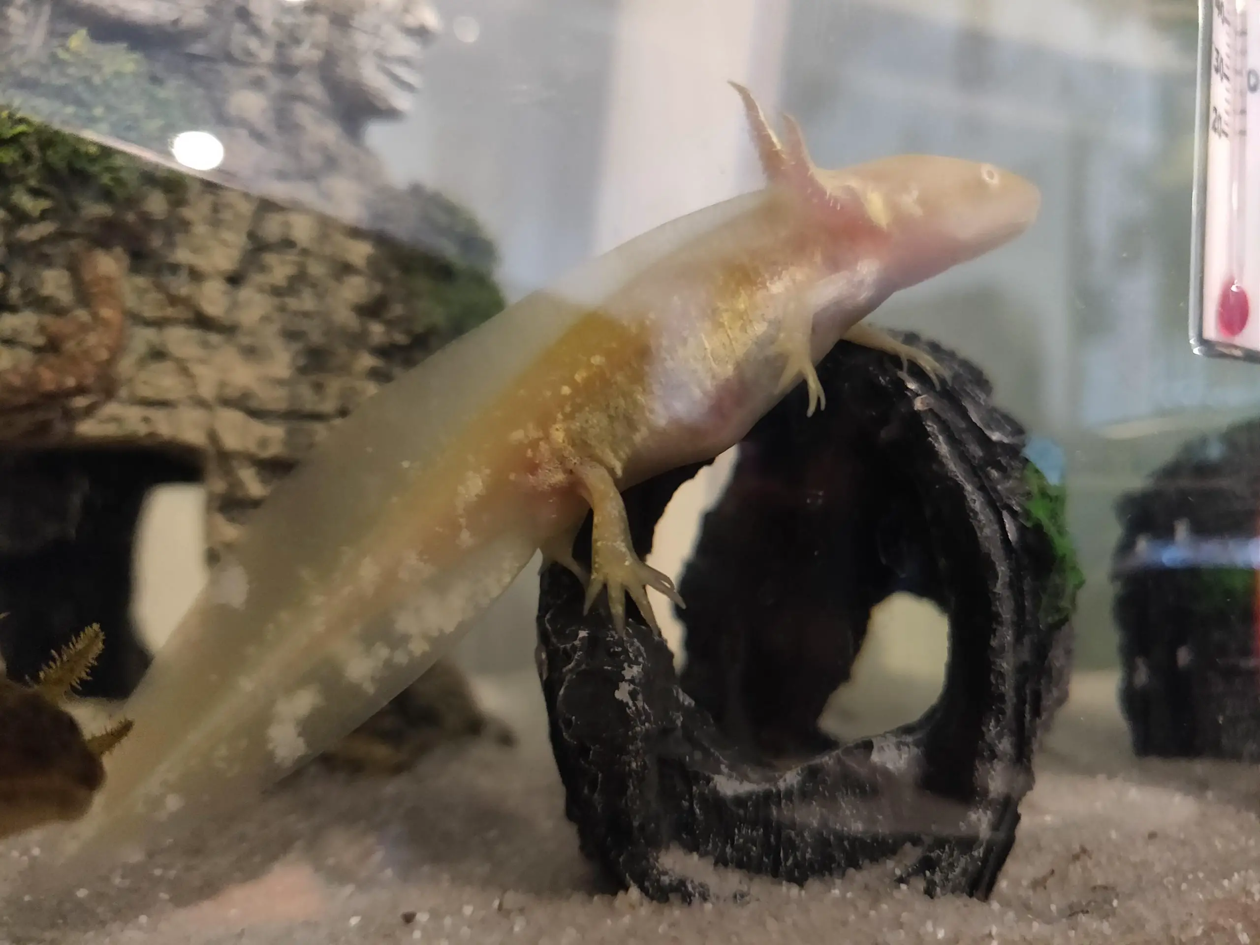 axolotl pregnant