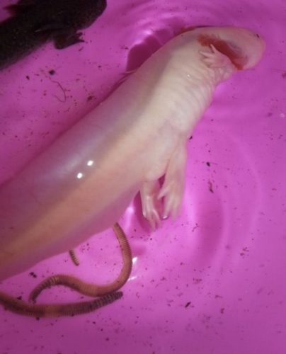 axolotl swim to surface
