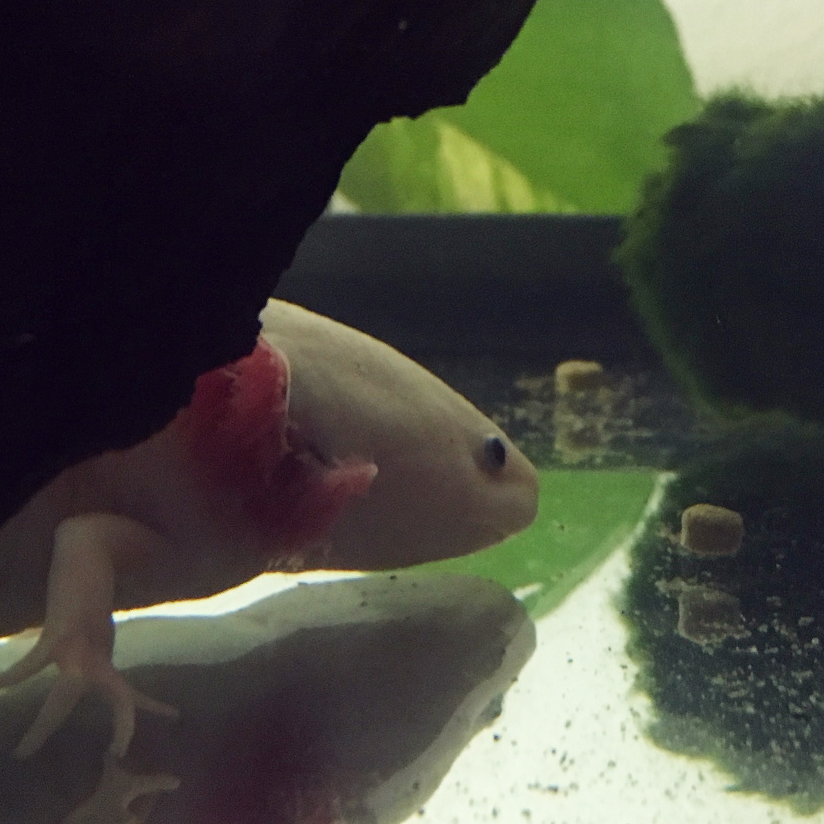 curious axolotl