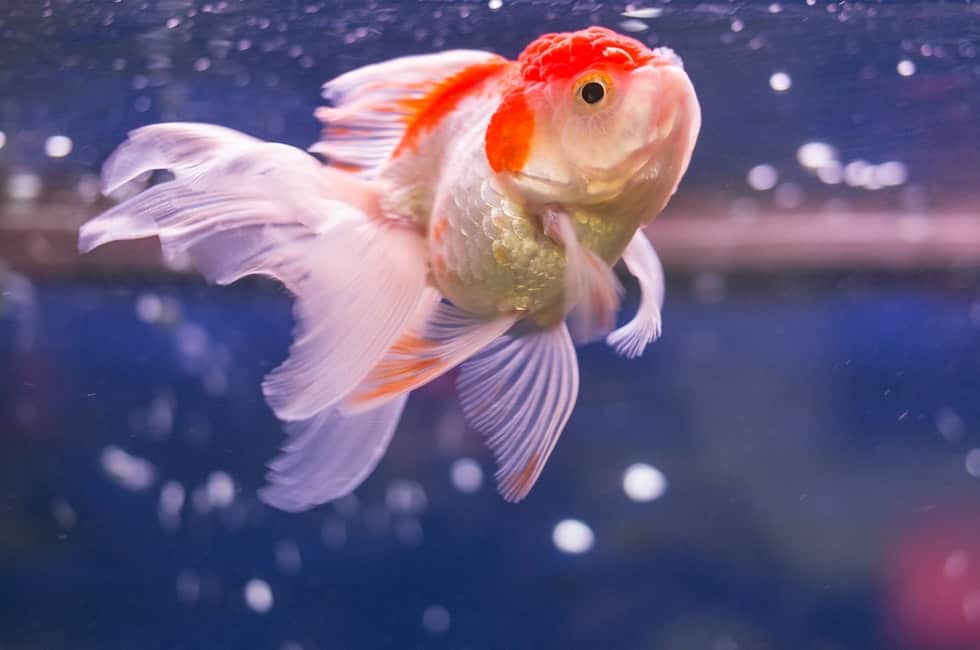 Can Goldfish Live in 80 Degree Water