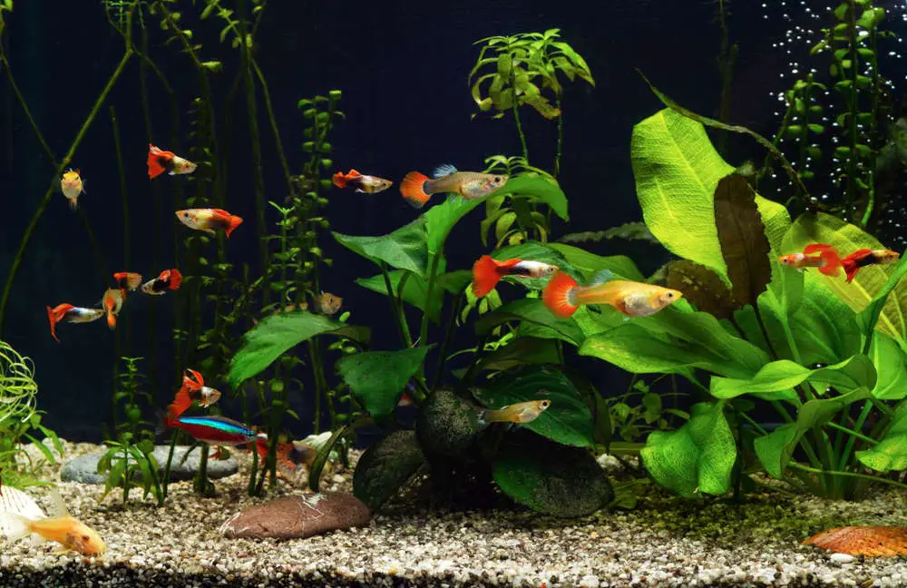 How Many Guppies Should I Keep in a 30 Gallon Tank
