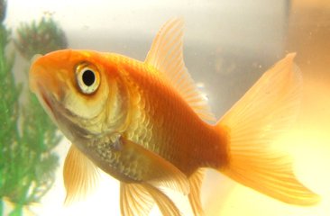 goldfish 2