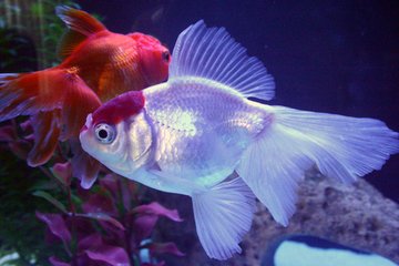 goldfish 3