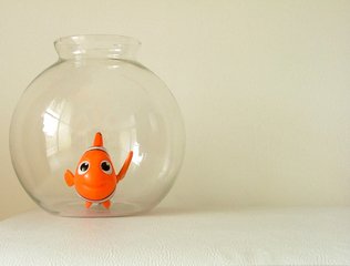 goldfish 6