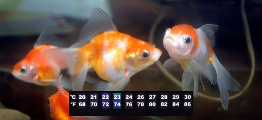 Can Goldfish Live in 80 Degree Water