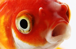 Do Goldfish Blink
