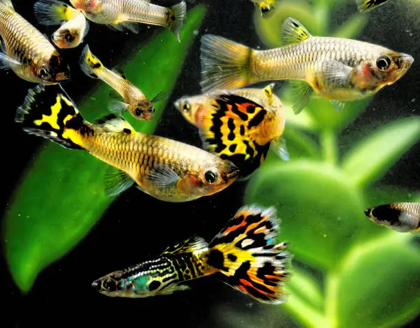 Do guppies eat each other