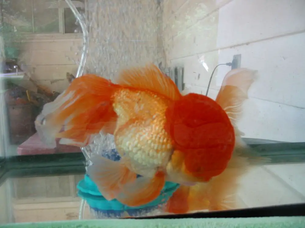 Does Trimming Goldfish Wen Hurt