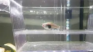 When to Put Pregnant Guppies in a Breeding Box