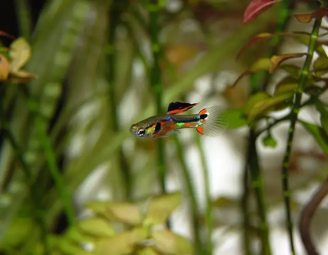 Do Guppies Eat Other Fish