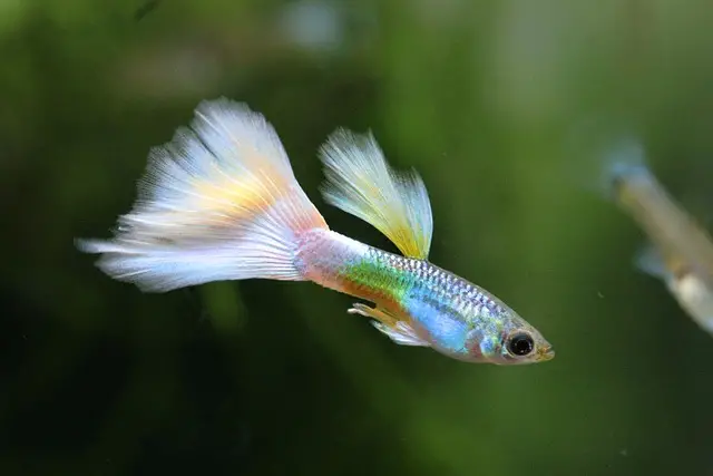 How Long Do Guppy Fry Need To Be Separated From Adult Guppies