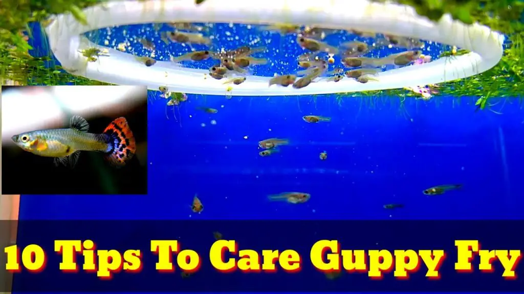 What to Do With Guppy Fry Betta Fish World