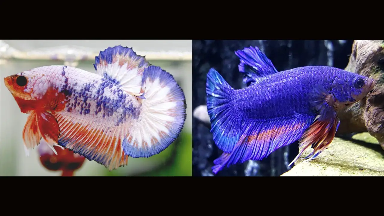 Why Does Betta Fish Change Color? 2