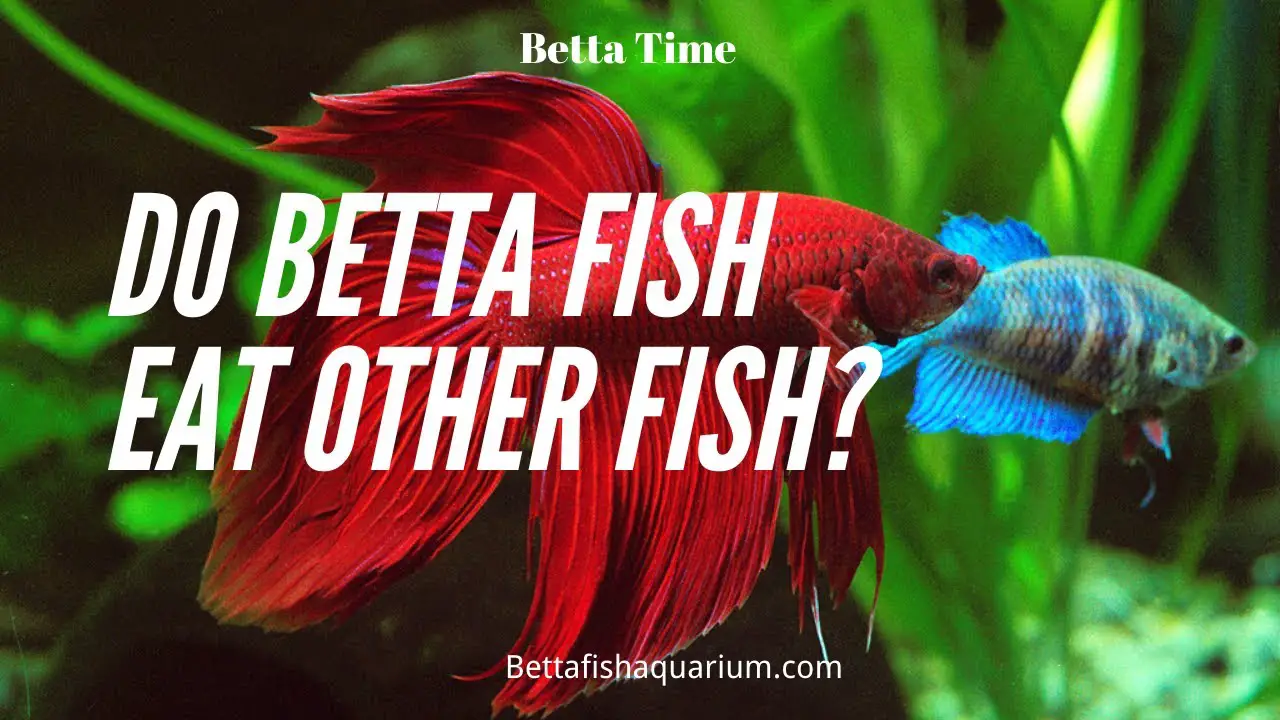 Will Betta Fish Eat Other Fish? 2