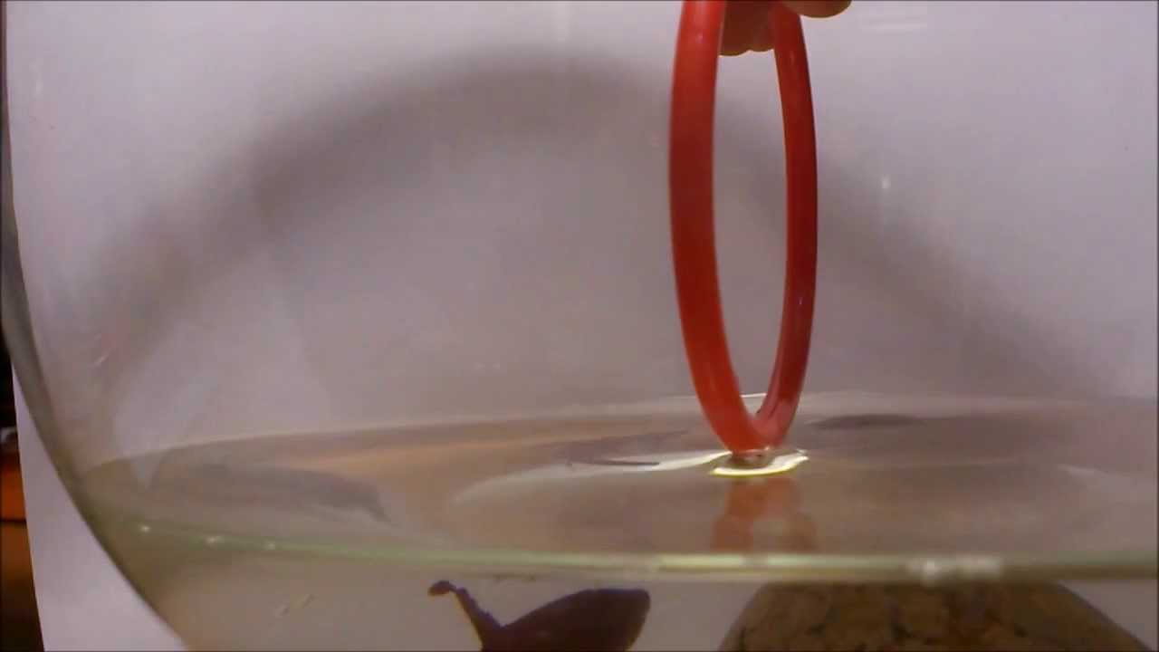 Will Betta Fish Jump Out of Their Bowl? 2