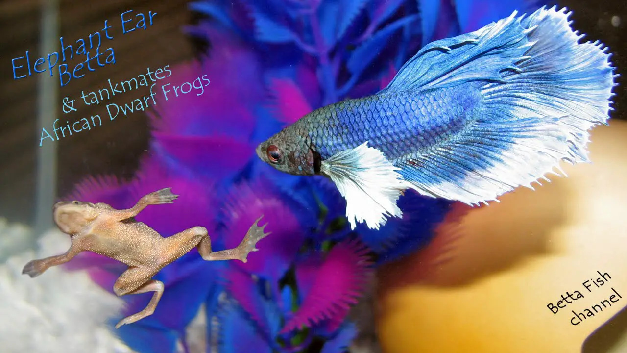 Keeping Betta Fish and African Dwarf Frogs Together 2