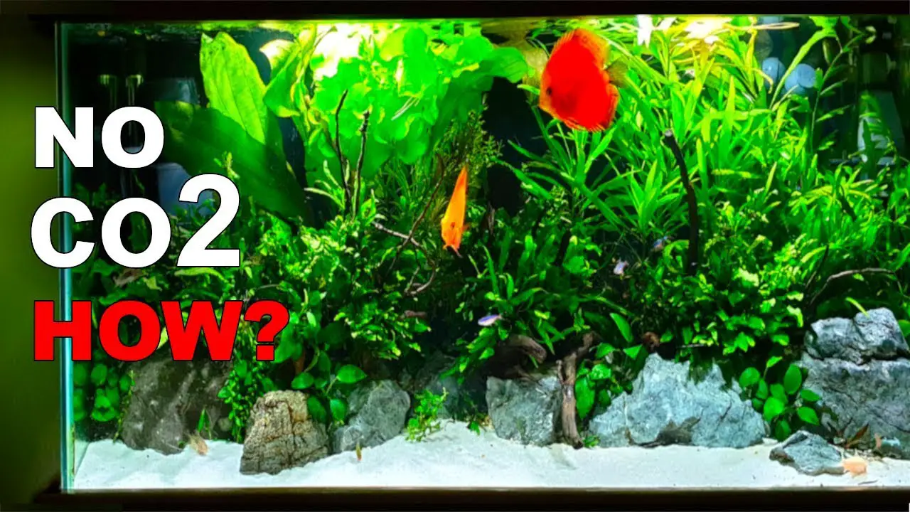 How to Setup a Planted Aquarium Without Co2? 2