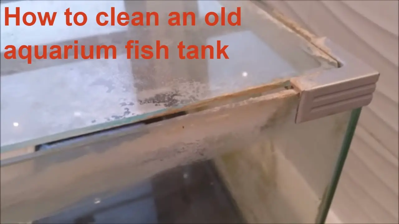 How to Clean Old Aquarium Glass? 2