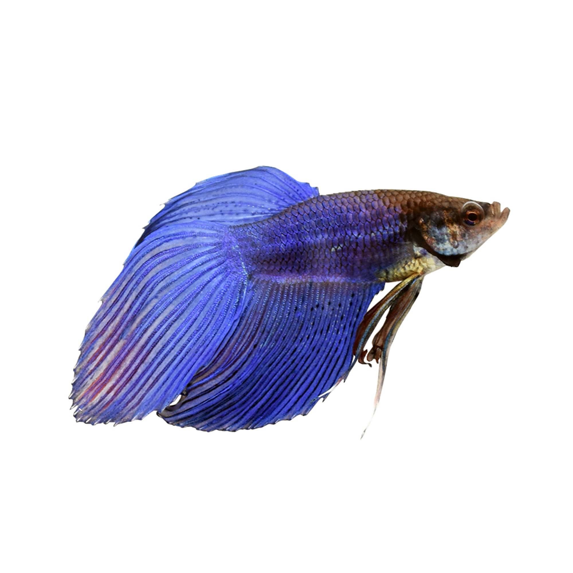 The Stunning Blue Male Betta Fish 2